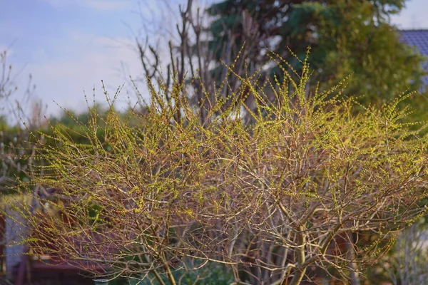 Kleine Blätter Und Zweige Von Weiden Auf Einem Verschwommenen Frühlingshintergrund — Stockfoto