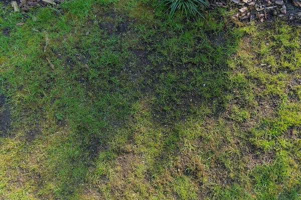 Sanierung Des Zerstörten Rasens Frühjahr — Stockfoto