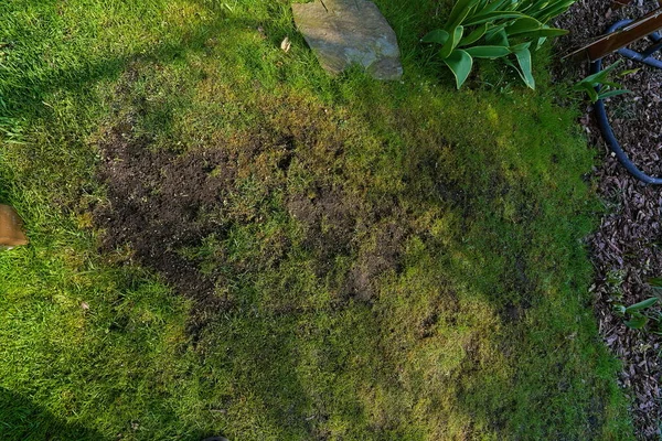 Regeneratie Van Het Vernietigde Gazon Het Vroege Voorjaar — Stockfoto