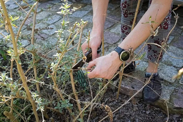 Mano Una Donna Che Lavora Giardino Primaverile — Foto Stock