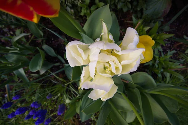 Detailní Záběr Velký Bílý Květinový Tulipán Zahradě — Stock fotografie