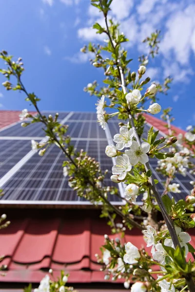 Photovoltaic panels on a slanted roof and fruit tree flowers