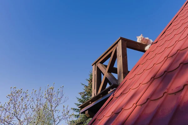 Macska Egy Vidéki Ház Fából Készült Erkélyén Tavasszal — Stock Fotó