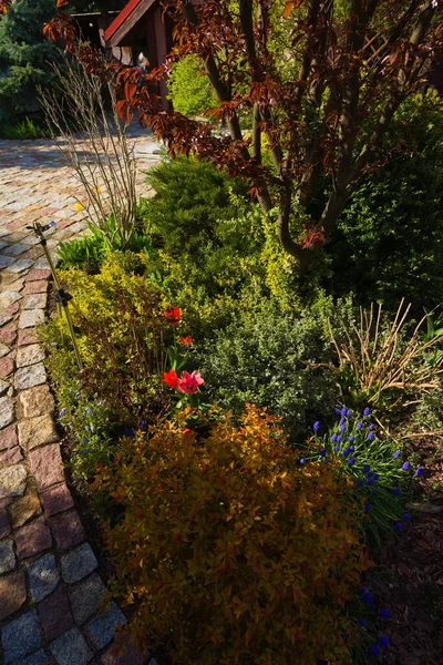 Dekorativa Blommor Och Buskar Som Växer Vid Stigen Med Stenar — Stockfoto