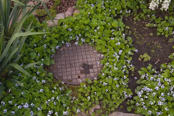 Cubierta Una Fosa Séptica Rodeada Florecientes Violetas Patio Trasero Una —  Fotos de Stock