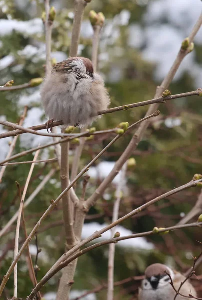 Eurasian Tree Sparrow Гілці Куща Зимовому Саду — стокове фото