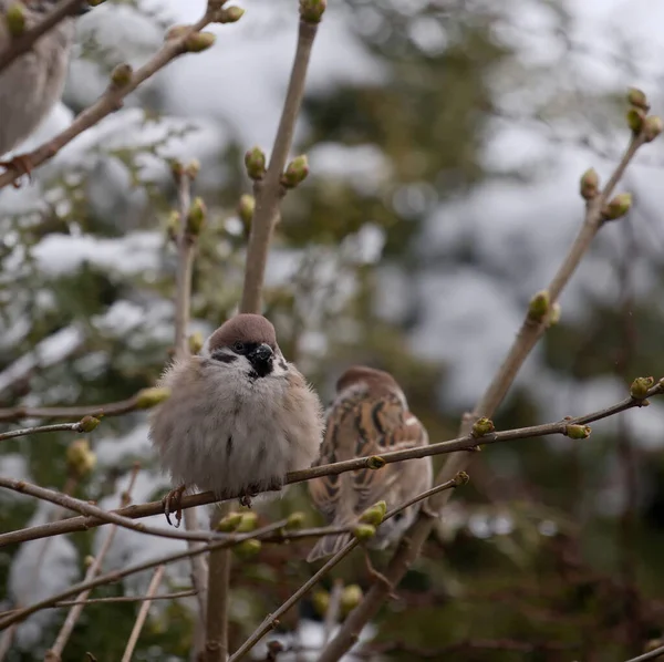 冬の庭の茂みの枝にユーラシアツリーの雀 — ストック写真