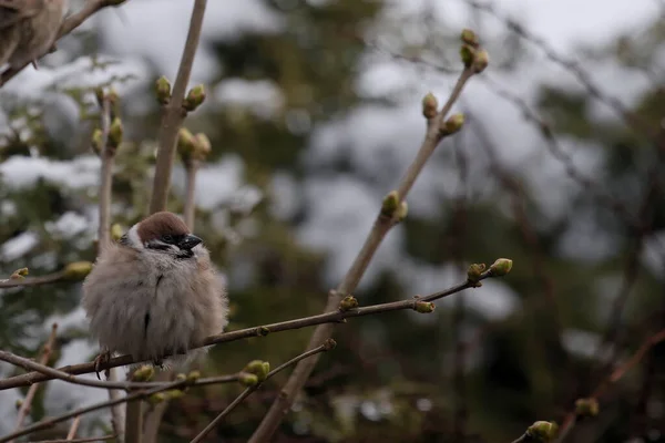 Euraziatische Boom Sparrow Een Tak Van Een Bush Winterachtige Tuin — Stockfoto