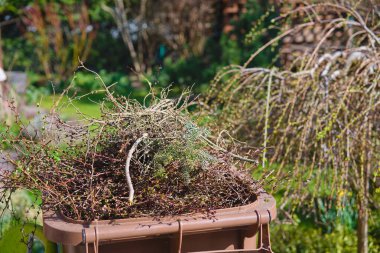 Bahar bahçesinde kesilmiş dalları olan plastik bir kap. 