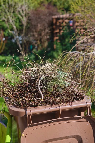 Contenitore Plastica Con Rami Recisi Nel Giardino Primaverile — Foto Stock