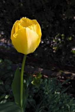 Sarı bir lalenin, bahçedeki karanlık bir arka planda yakın plan fotoğrafı. 