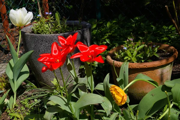 Közelkép Fényes Piros Tulipán Virágok Egy Tavaszi Kertben — Stock Fotó