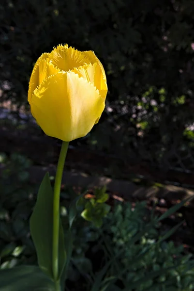 Detailní Záběr Žlutého Tulipánu Tmavém Pozadí Zahradě — Stock fotografie