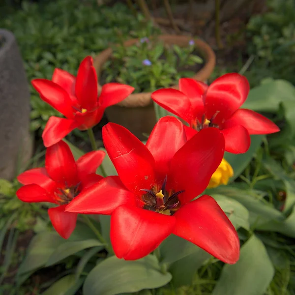 Detailní Záběr Lesklé Červené Tulipánové Květy Jarní Zahradě — Stock fotografie