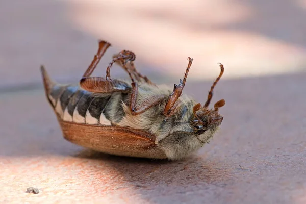 Toter Krable Common Cockchafer Liegt Auf Dem Rücken Auf Der — Stockfoto