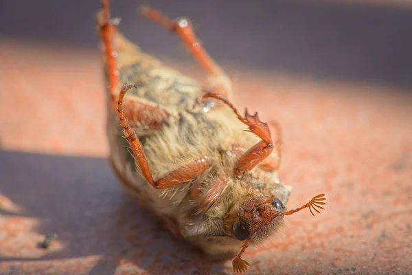 Ölü Chrable Cockchafer Bahar Terasında Sırt Üstü Yatıyordu — Stok fotoğraf