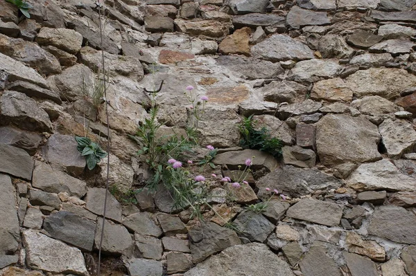 在一座旧建筑物石墙上的石子之间生长的植物 — 图库照片