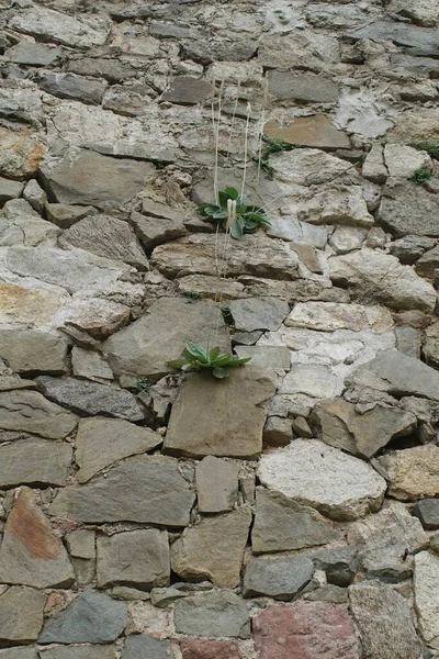 Rostliny Rostoucí Mezi Kameny Kamenné Zdi Staré Budovy — Stock fotografie
