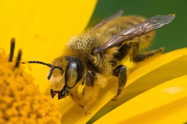 Leafcutter Bee Covered Pollen Yellow Flower — Stock Photo, Image