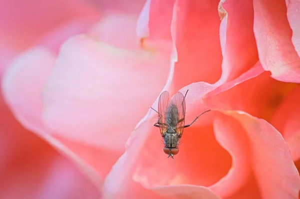 Pequena Mosca Flor Uma Rosa Rosa Manhã Jardim — Fotografia de Stock