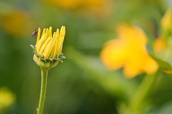 Kis Légy Egy Sárga Virágon Nyáron Kertben — Stock Fotó
