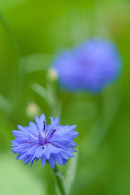 Bulanık bir arkaplanda mavi bir çiçek var. 