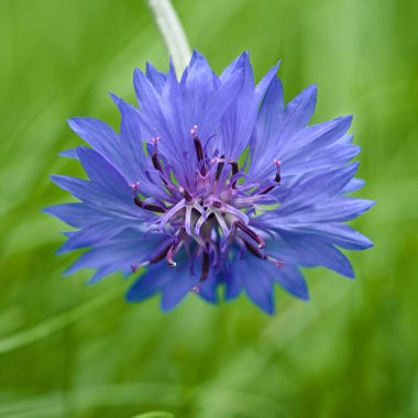 Bulanık bir arkaplanda mavi bir çiçek var. 