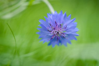 Bulanık bir arkaplanda mavi bir çiçek var. 