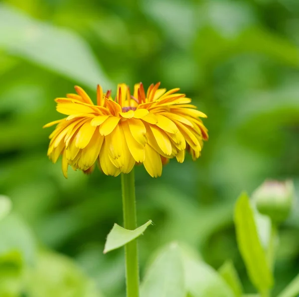 Fechar Uma Flor Amarela Calêndula Fundo Embaçado — Fotografia de Stock