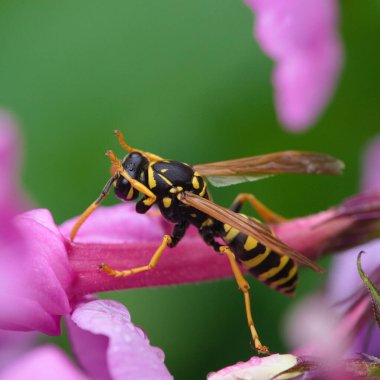 Bahçedeki çiçekte Avrupa kağıt eşekarısı