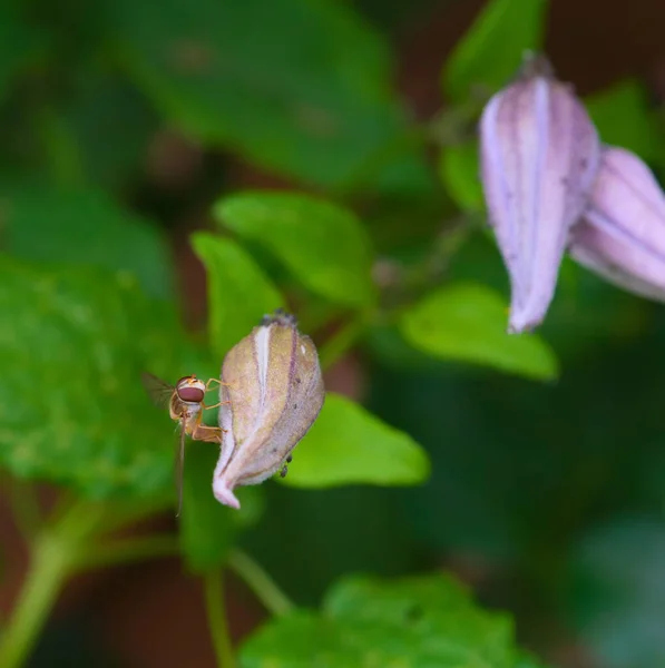 거미줄파리는 정원에 — 스톡 사진