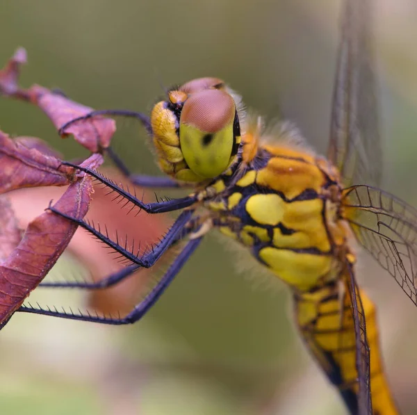 Dragonfly Ruddy Darter Descansando Raminho Jardim Verão — Fotografia de Stock