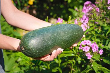 Taze kabak, güneşli bir günde elinde çiçeklerle bahçede tutulur.