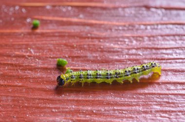 Ağaç güvesinin tırtılları tahtada yatıyor. 