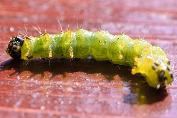 Beine Der Raupe Der Buchsbaumfalter Liegt Auf Dem Brett — Stockfoto