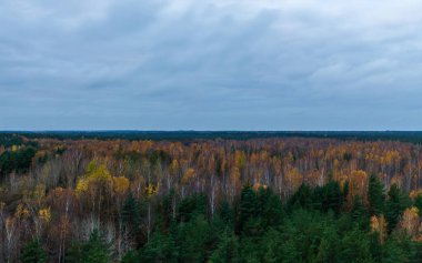Manzara kulesinden sonbahar renkli orman ağaçları. Yeşil yumuşak ağaçlar, renkli huş yaprakları, büyüleyici doğa manzarası..