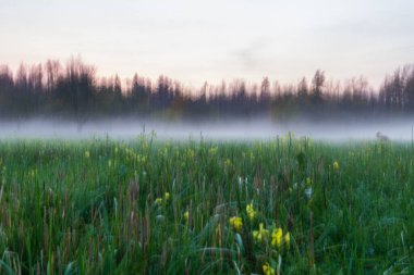 Sis içindeki yeşil çayır tarlası, sarı çiçekler, arka planda sonbahar ormanı.