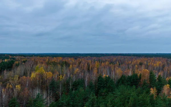 Manzara kulesinden sonbahar renkli orman ağaçları. Yeşil yumuşak ağaçlar, renkli huş yaprakları, büyüleyici doğa manzarası..