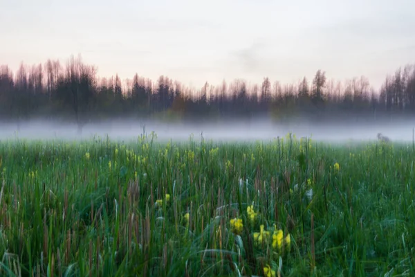Sis içindeki yeşil çayır tarlası, sarı çiçekler, arka planda sonbahar ormanı.