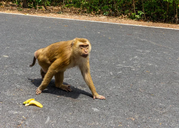 monkey eated banana and get angry, at monkey hill, pill on road