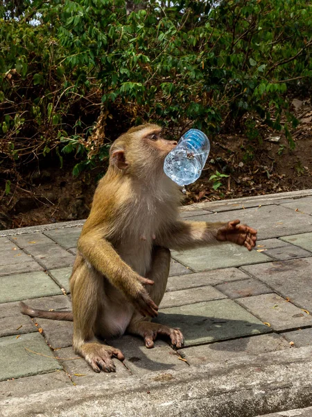 Phuket Tailandia Una Colina Monos Donde Puede Alimentar Los Monos — Foto de Stock