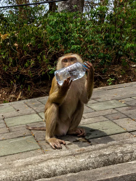 Phuket Tailandia Una Colina Monos Donde Puede Alimentar Mono Pero — Foto de Stock