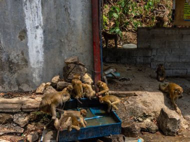 Maymun maymunu, Maymun Tepesi 'ndeki mavi kulübeden su içiyor.