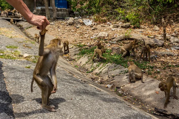 Phuket Tailandia Una Colina Monos Donde Puede Alimentar Mono Pero — Foto de Stock