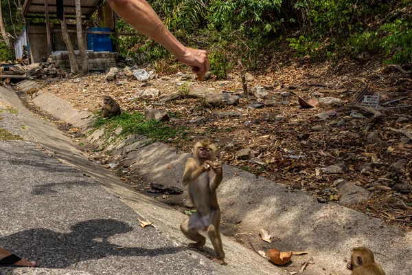 タイのプーケット猿の丘サルを養うことができますが 確かに霊長類に触れることはありません — ストック写真