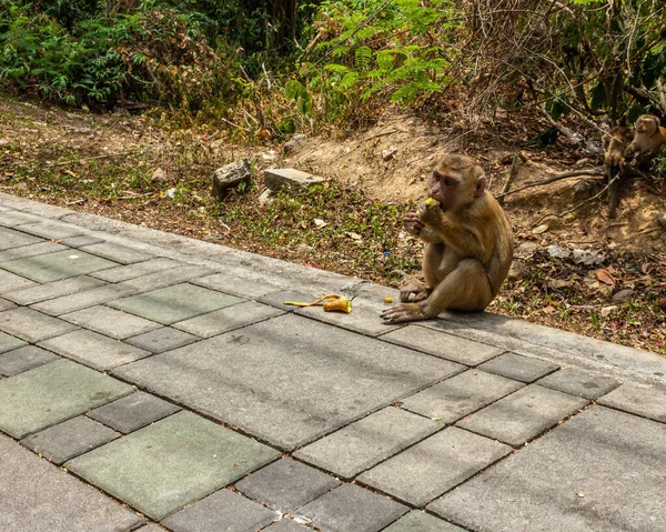 Mono Sentado Camino Comiendo Plátano — Foto de Stock