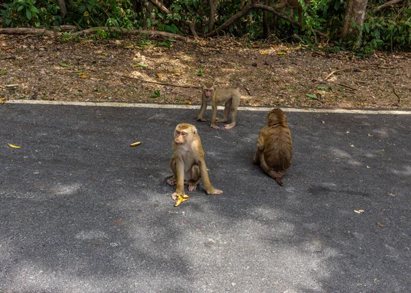 猴子坐在路上吃香蕉 — 图库照片