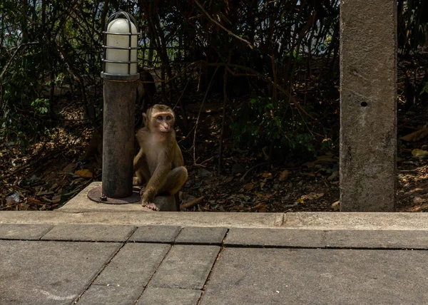Pequeño Niño Mono Asustado Los Turistas Esconderse Después Linterna — Foto de Stock