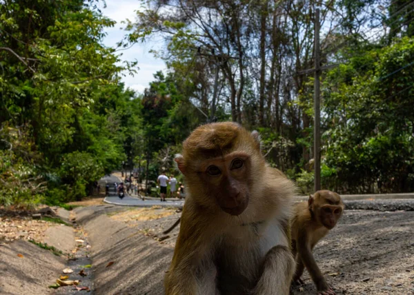 Mono Mirando Directamente Lente Cámara Primates Carretera — Foto de Stock