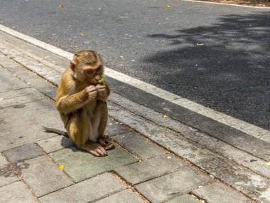 Yolda muz yiyen küçük maymun